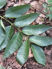 Toxicodendron vernicifluum