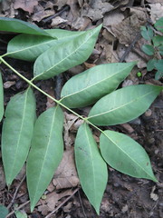 Toxicodendron vernicifluum