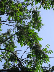 Toxicodendron vernicifluum