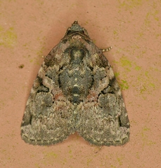 Pseudeustrotia indeterminata