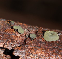 Chlorencoelia versiformis