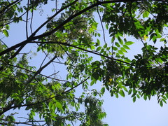 Toxicodendron vernicifluum