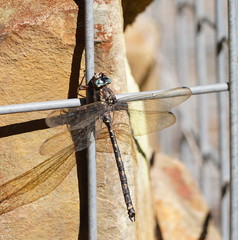 Austroaeschna subapicalis