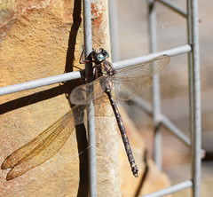 Austroaeschna subapicalis