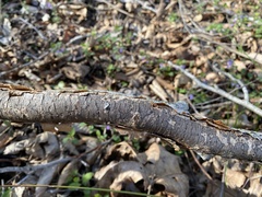 Biscogniauxia nummularia