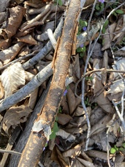 Biscogniauxia nummularia