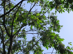 Toxicodendron vernicifluum