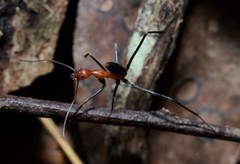 Leptomyrmex rufithorax