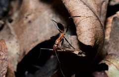 Leptomyrmex rufithorax