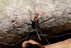 Leptomyrmex rufithorax
