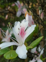 Rhododendron mariesii