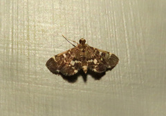 Hymenia