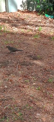 Turdus merula