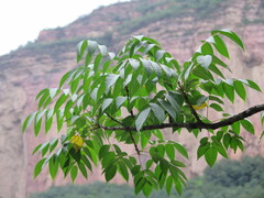 Toxicodendron vernicifluum