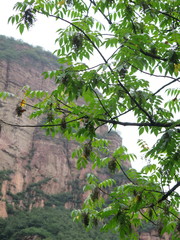 Toxicodendron vernicifluum