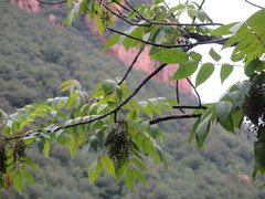 Toxicodendron vernicifluum