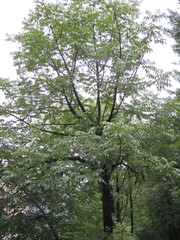 Toxicodendron vernicifluum