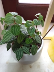 Peperomia tetragona