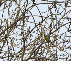 Chloris chloris