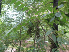 Toxicodendron vernicifluum