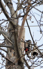 Dendrocopos major