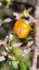 Coprosma cheesemanii
