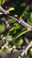 Coprosma cheesemanii