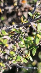 Coprosma cheesemanii