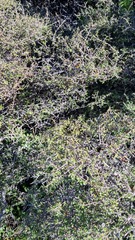 Coprosma cheesemanii