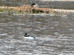 Bucephala clangula