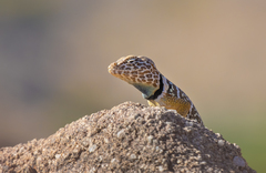 Crotaphytus vestigium