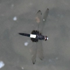 Pseudothemis zonata