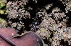 Mesoponera australis