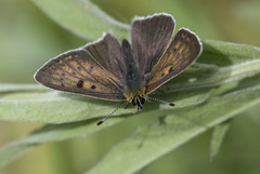 Lycaena tityrus