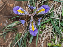Iris unguicularis cretensis
