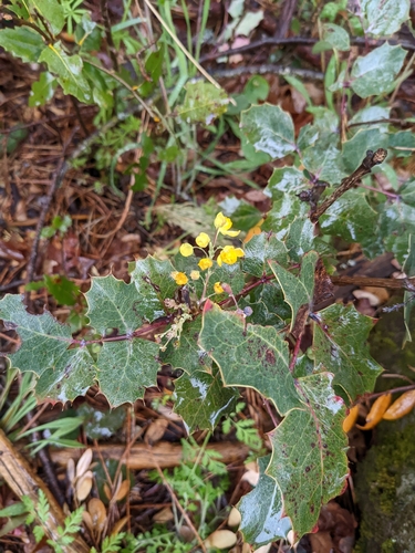 Image of Berberis dictyota by (c) J. Roe, some rights reserved (CC BY)
