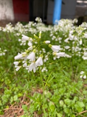 Cardamine tenera
