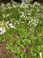 Cardamine tenera