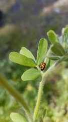 Coccinella miranda