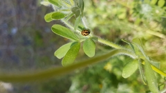 Coccinella miranda