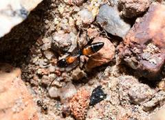 Opisthopsis picta