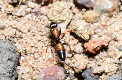 Opisthopsis picta