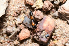 Opisthopsis picta