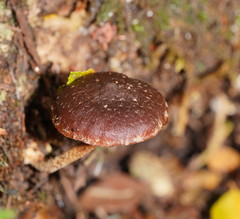 Hypholoma brunneum