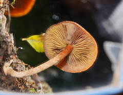Hypholoma brunneum