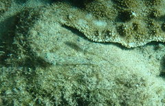 Fusigobius duospilus