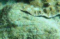 Fusigobius duospilus