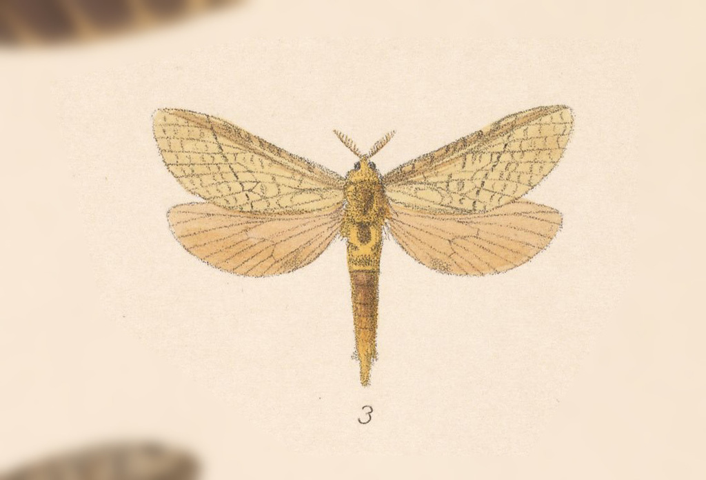 Gymelloxes terea