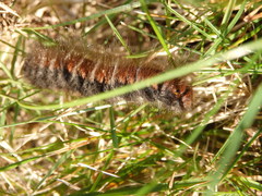 Macrothylacia digramma