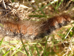 Macrothylacia digramma